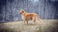 Snowflakes winter Animals Dogs forests golden retriever