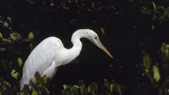 Snowy egret egrets everglades
