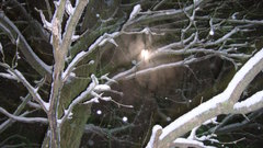 Snowy tree angel light