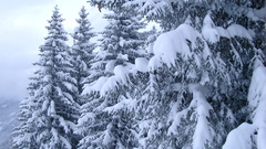 Snowy Trees beautiful winter