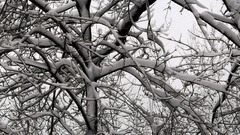 Snowy Trees rage in