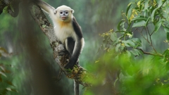 Snub-nosed monkeys Animals