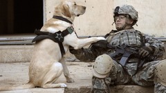 Soldier Dogs