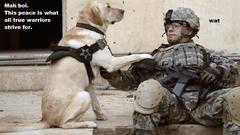 Soldiers Army military Animals