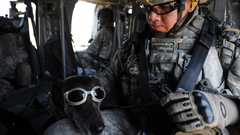 Soldiers Army military Animals