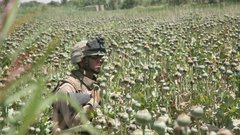 Soldiers fields Afghanistan opium