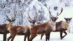 Some reindeer need hey