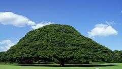 Something and like have anyone treedoes thisbut