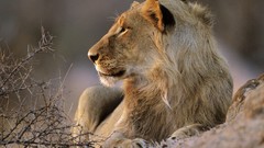 South Africa national park african