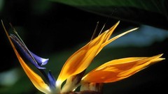 South Africa streams Bird of Paradise Strelitzia Crane Flower