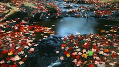 South Parks leaf Tennessee