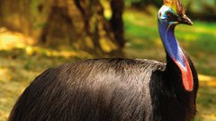 Southern cassowary high