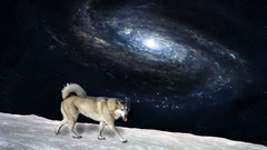 Spacedog high