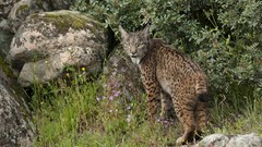 Spain lynx Parks natural Spanish sierra