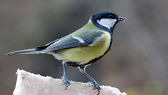 Sparrow Celebrity Birds