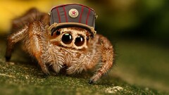 spider Animals humor macro Arachnid