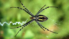 spider Animals macro Arachnid