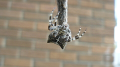 Spider big high Resolution