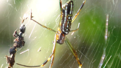 Spider charlotte web was