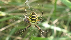 Spider dinner high insect