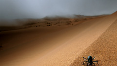 Spider from National geographic