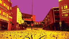 Spider front high insect