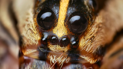 Spider insects insect