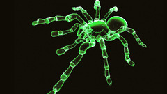 Spider neon graphics 3d walls plz