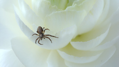 Spider on flower spinne
