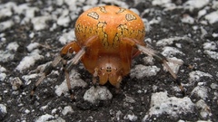 Spider orange planet just orb Weaver watched marbled