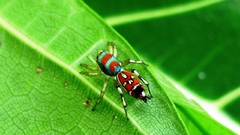 Spider thread insect