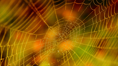 Spider webs