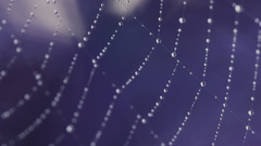 Spider webs