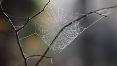 Spider webs