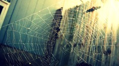 Spider webs