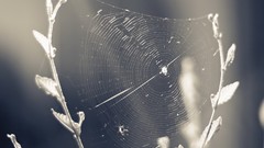 Spider webs