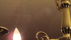 Spider webs