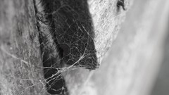 Spider webs