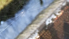 Spider webs