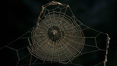 Spider webs