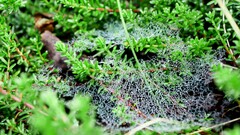 spider webs dew water drops nature Plants outdoors
