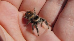 Spiders arachnids jumping spider