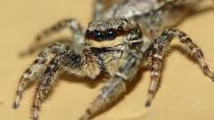 Spiders arachnids jumping spider