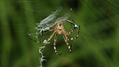 Spiders arachnids nature Animals