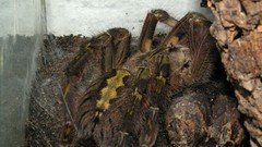 Spiders arachnids phoecelotheria formosa