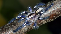 Spiders arachnids Poecilotheria metallica