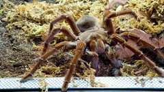 Spiders arachnids theraphosa blondi