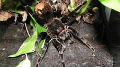 Spiders arachnids xenestes immanis