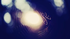 Spiders bokeh spider webs