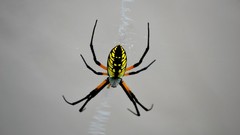 Spiders bugs minimalistic grey background